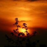 Exploring the Dark Themes in “PILLYWIGGIN Awakening” by Debbie Bishop
